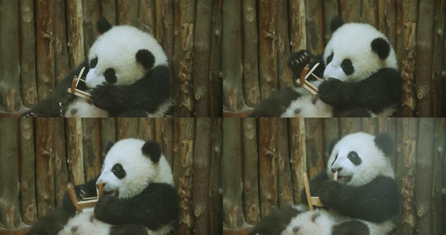 玩玩具的大熊猫幼崽宝宝可爱萌