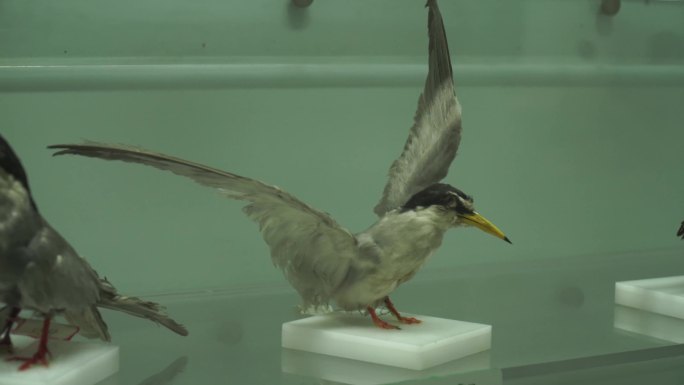 【镜头合集】各种鸟类标本模型 (2)