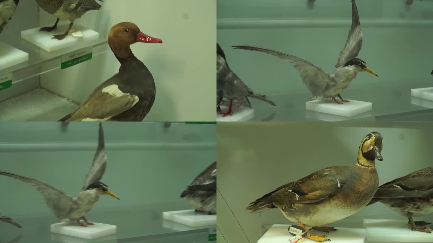 【镜头合集】各种鸟类标本模型 (2)