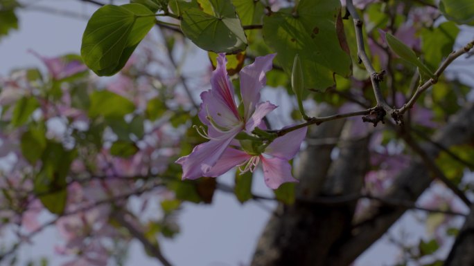 2023广州天河赏花紫荆花合集