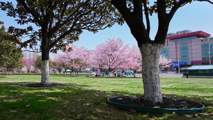 樱花青岛春天西海岸樱花