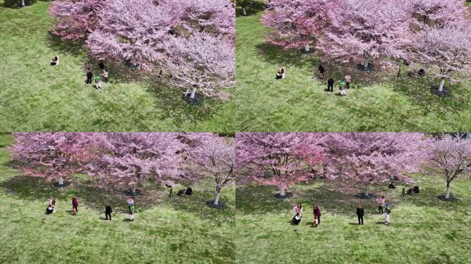 樱花青岛春天西海岸樱花