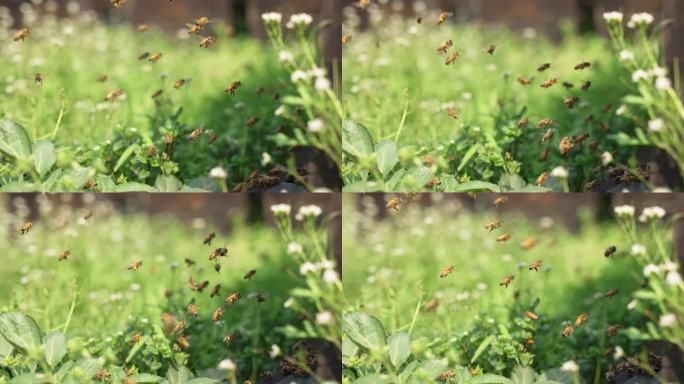 春天的精灵蜜蜂飞舞特写唯美慢镜头