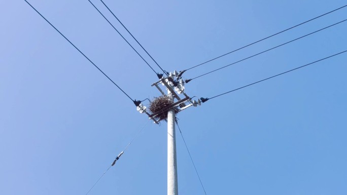 电线 电线杆 喜鹊窝 用电危险 电网