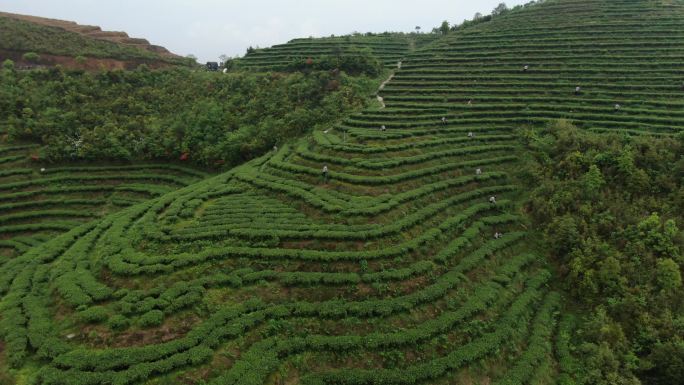 采茶茶园茶山风光