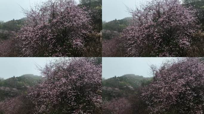 江南浙江山林春天早春野樱花春暖花开航拍