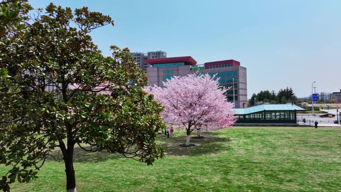 樱花青岛春天西海岸樱花