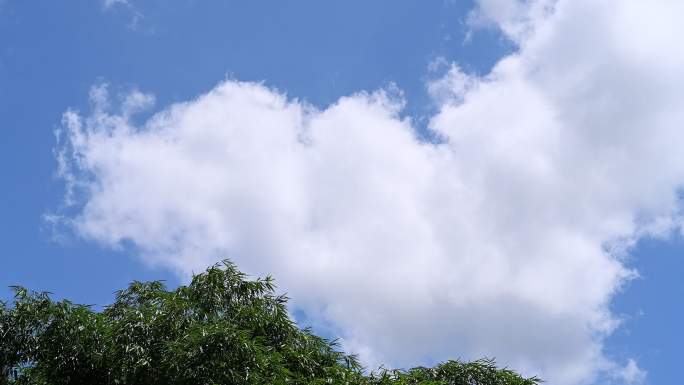 夏天阳光下树梢上通透的蓝色天空漂浮着白云
