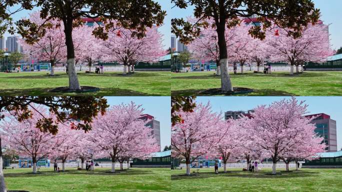 樱花青岛春天西海岸樱花