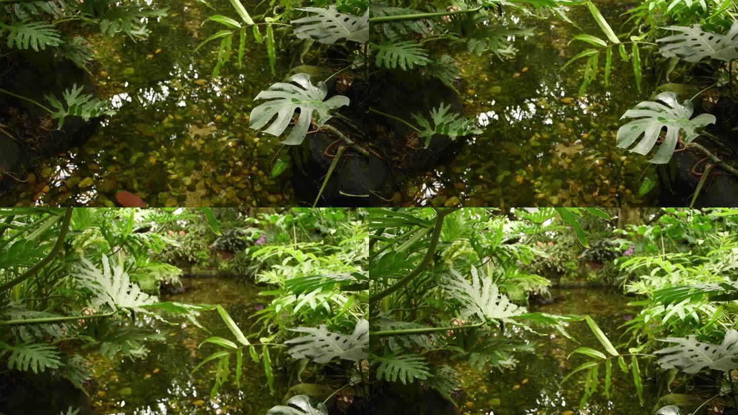 无滤镜流水热带植物空镜视频素材