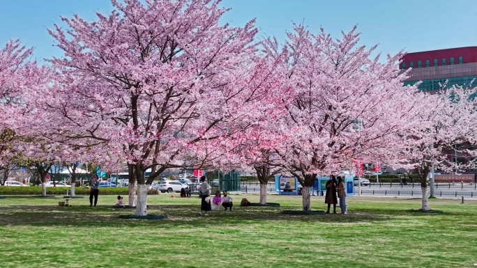 樱花青岛春天西海岸樱花