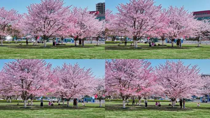 樱花青岛春天西海岸樱花