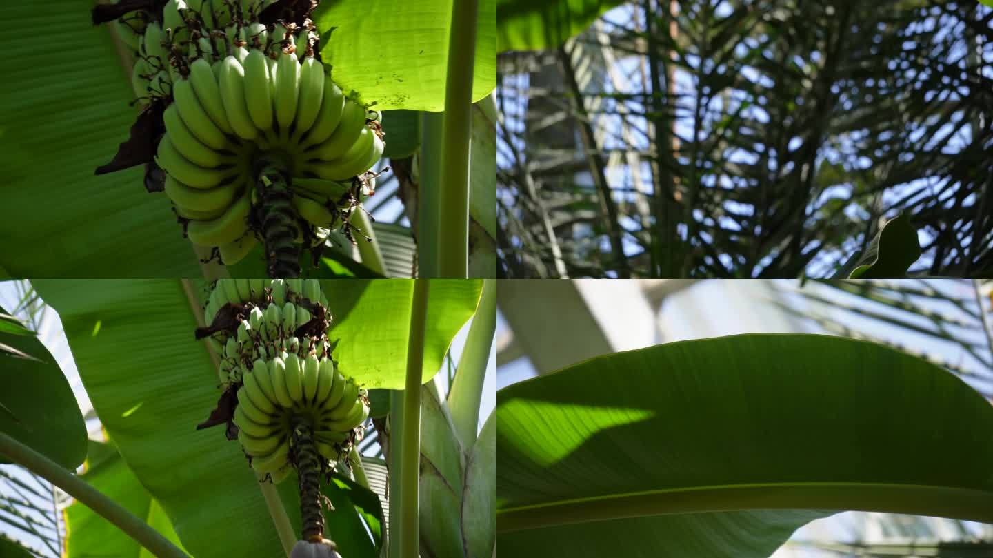 【镜头合集】香蕉树芭蕉树  (2)