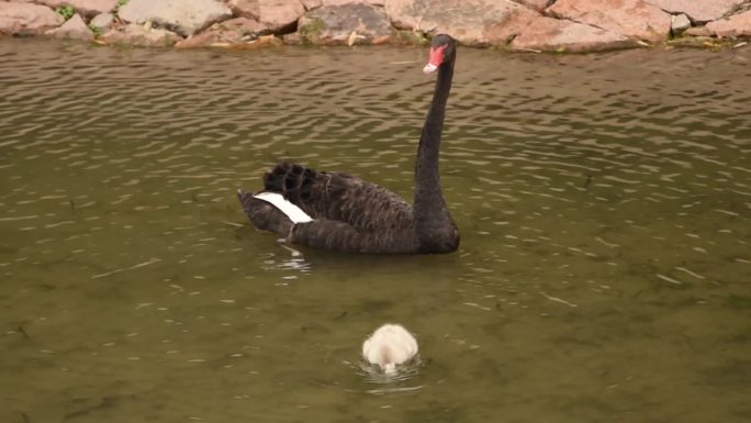 黑天鹅和宝宝鹅游水嬉戏喝水实拍视频素材