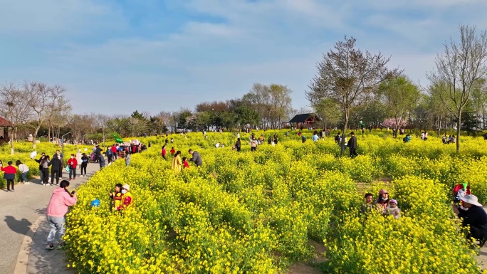 油菜花青岛油菜花游客