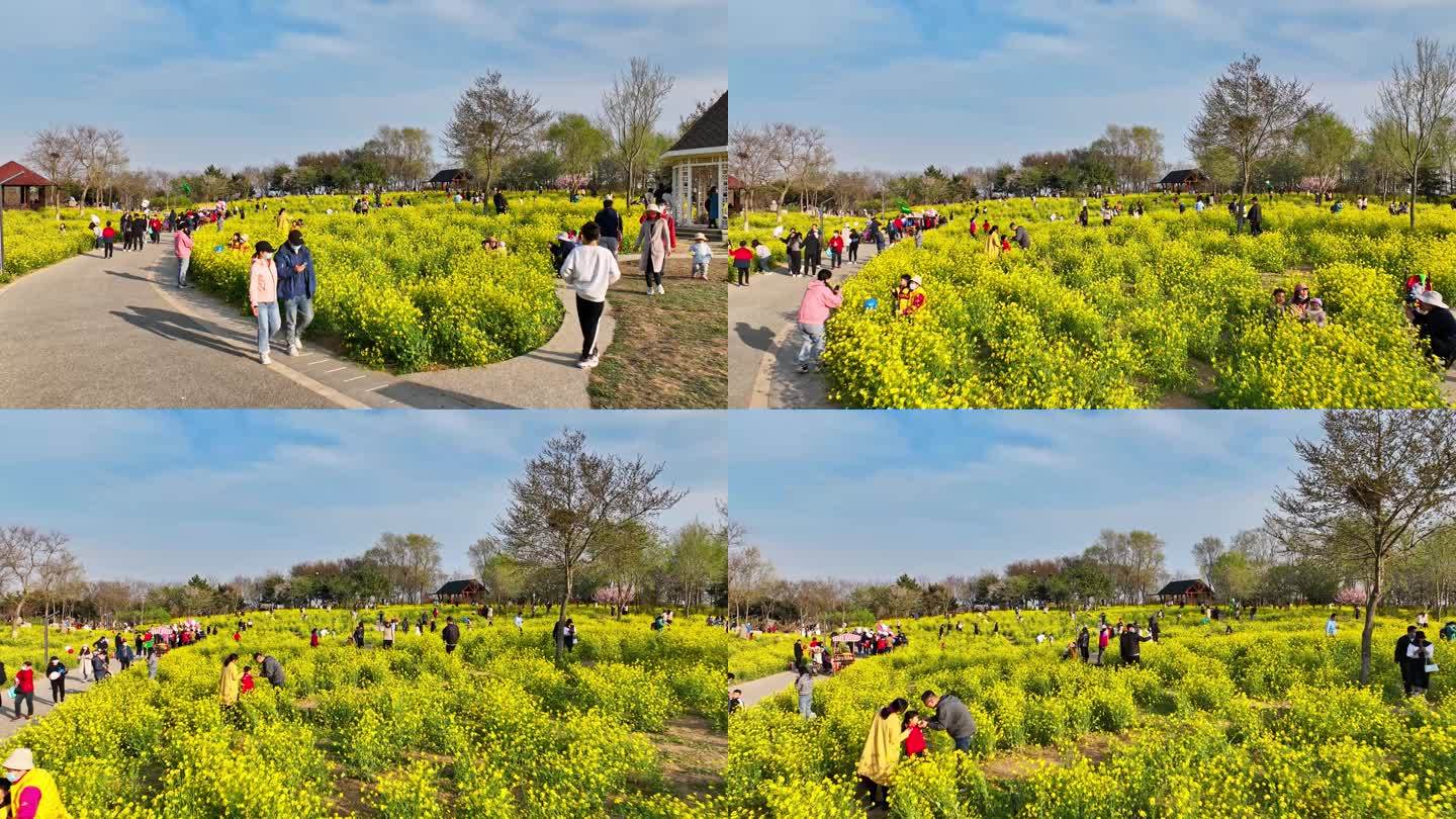 油菜花青岛油菜花游客