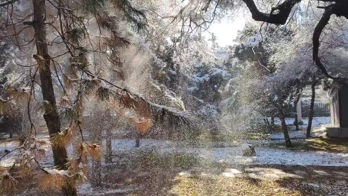 北陵公园的雪景