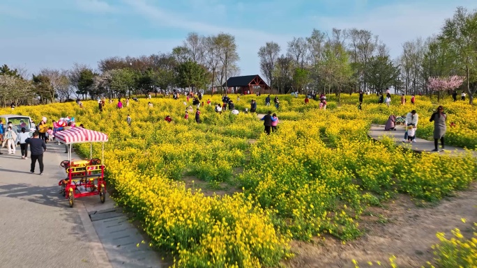 油菜花青岛油菜花游客