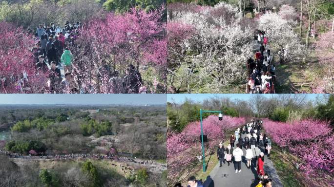 春天梅花