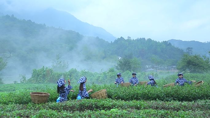 陇南 茶山采茶女