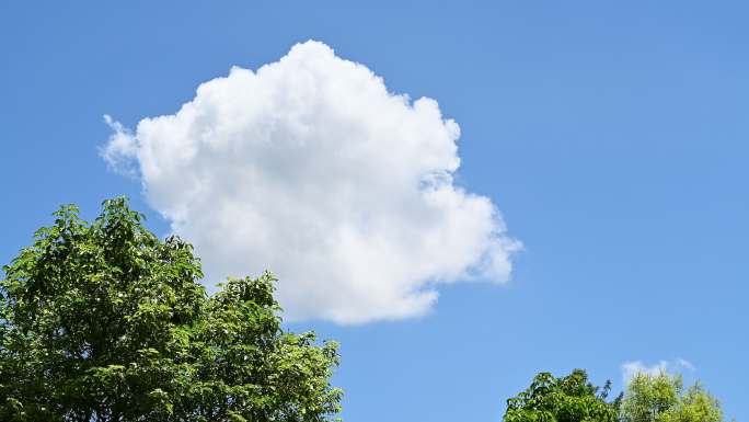 夏天阳光下树梢上通透的蓝色天空漂浮着白云
