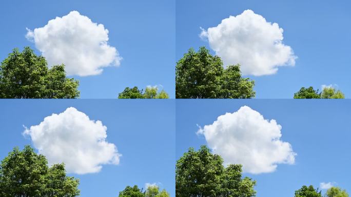 夏天阳光下树梢上通透的蓝色天空漂浮着白云