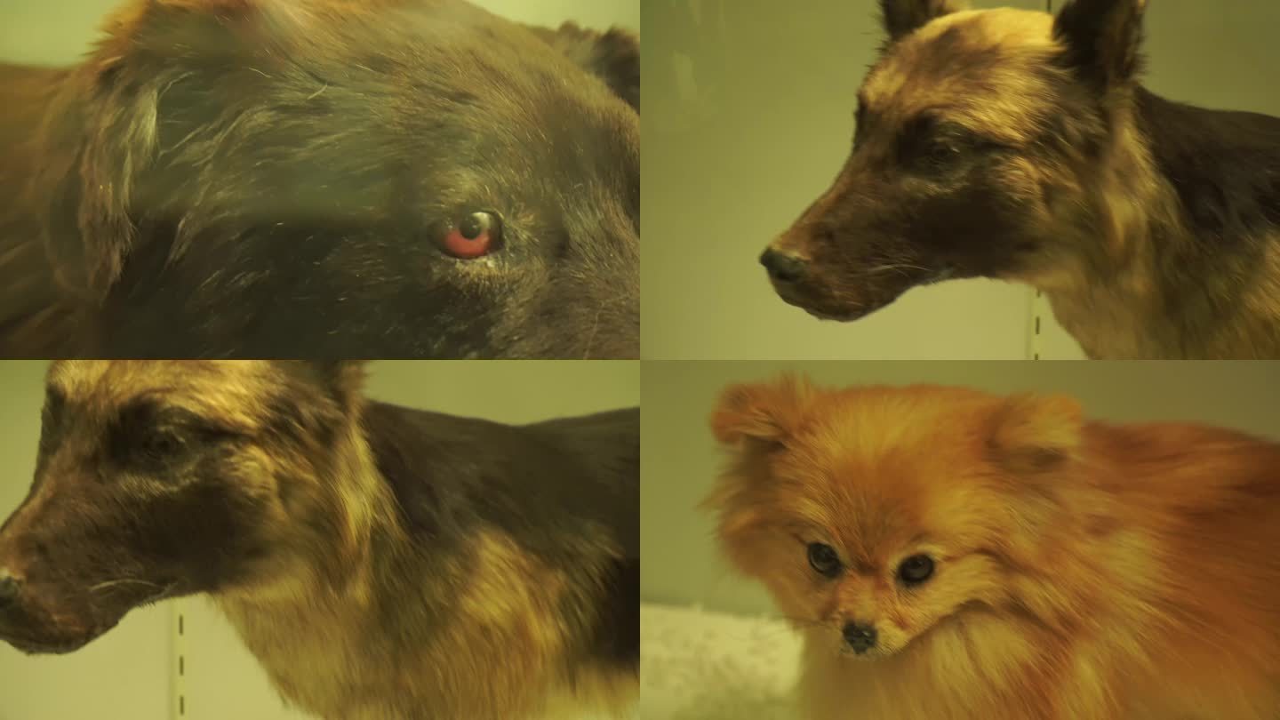 【镜头合集】个品种宠物狗标本模型(1)