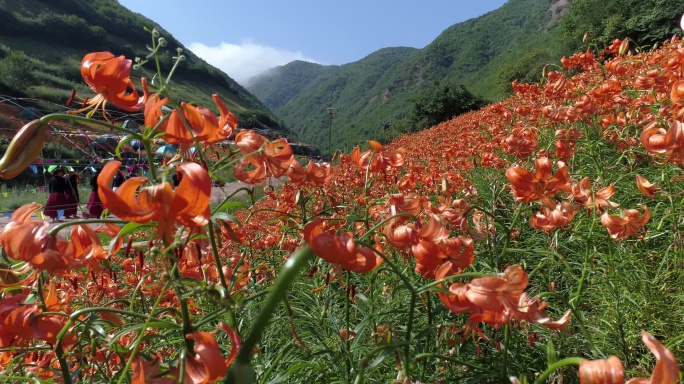 兰州百合花田