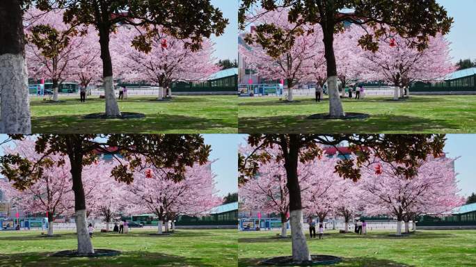 樱花青岛春天西海岸樱花