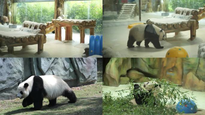 动物园里的国宝大熊猫
