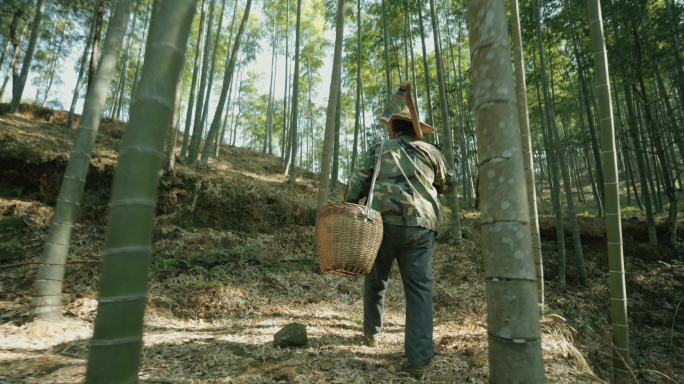 农民挖冬笋 竹笋 冬笋剥皮