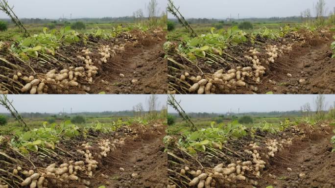 花生 花生地大面积 丘陵