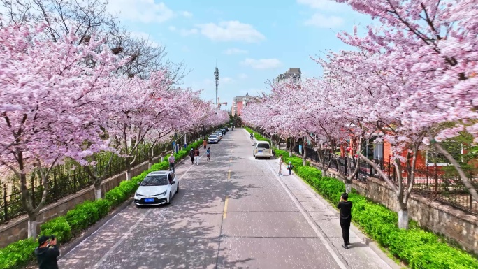 青岛春天西海岸樱花