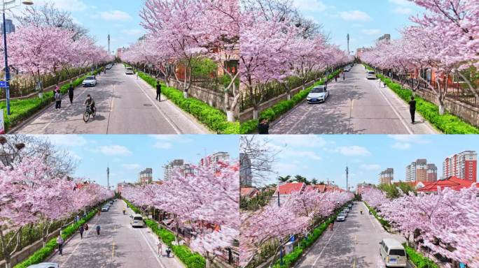 青岛春天西海岸樱花