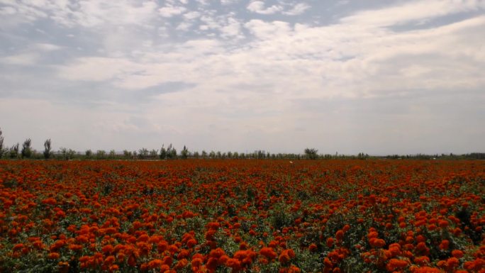 蓝天白云田园风光鲜花万寿菊种植基地花海