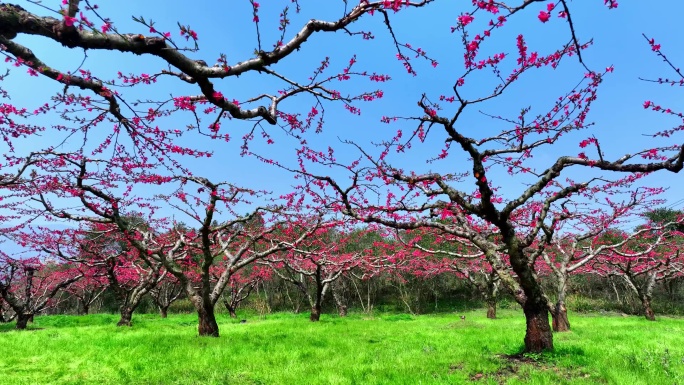 桃花林