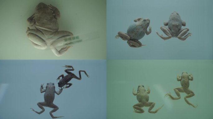 【镜头合集】俯视青蛙蛤蟆两栖动物标(2)