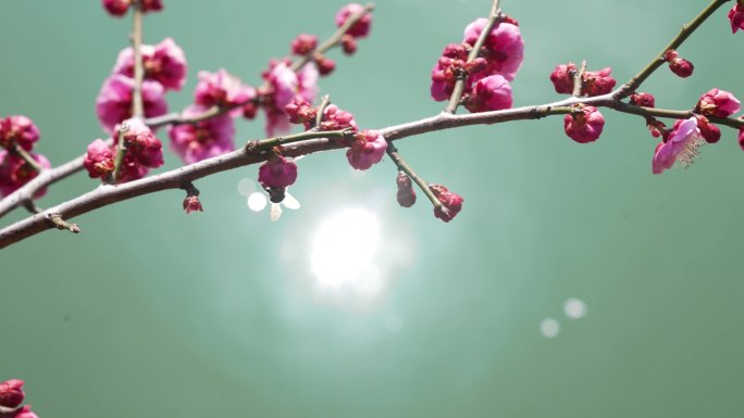 4K蜜蜂梅花湖面波光粼粼