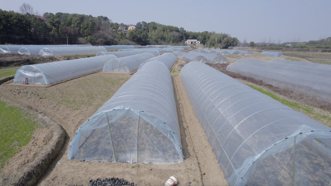 5.4K湘阴县樟树港辣椒种植基地航拍空镜