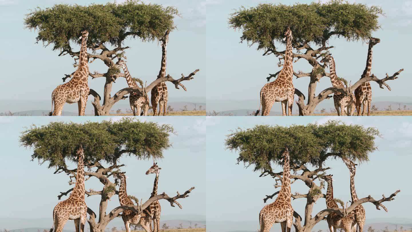 长颈鹿吃东西
