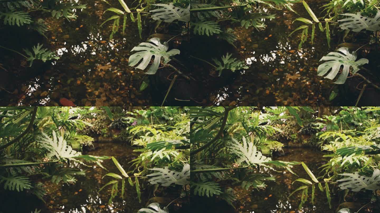 日系复古棕色滤镜流水热带植物空镜视频素材