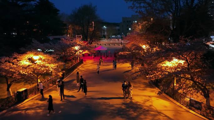青岛中山公园樱花夜景
