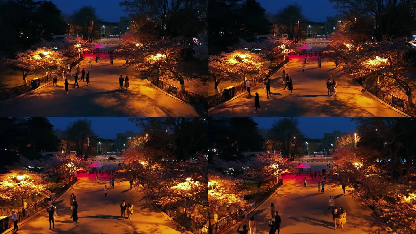 青岛中山公园樱花夜景