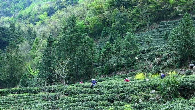 陇南 茶山采茶