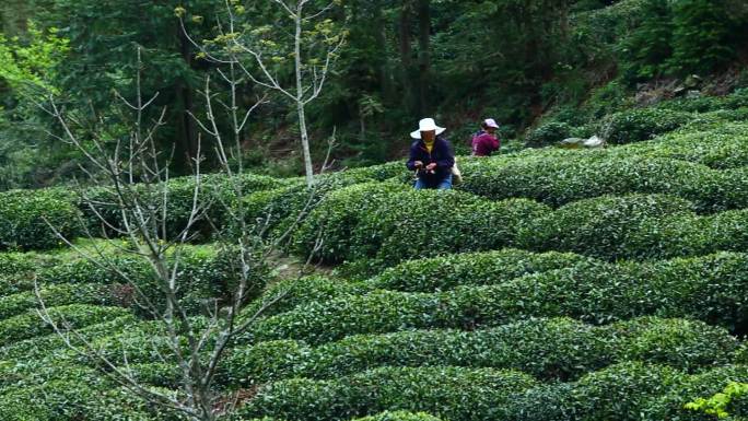 陇南 茶山采茶