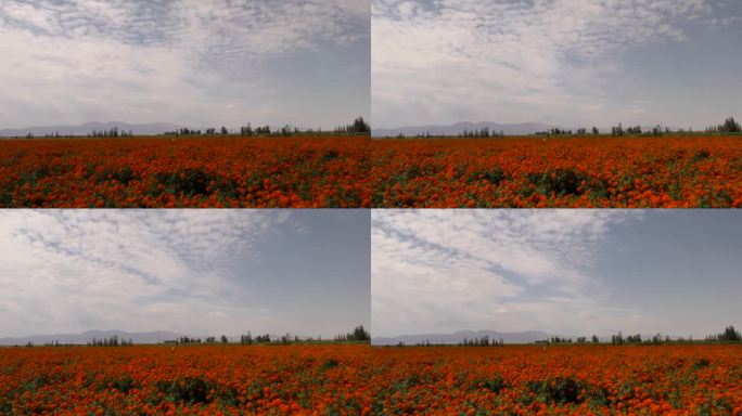 农村田野鲜花花田万寿菊种植基地特写花海