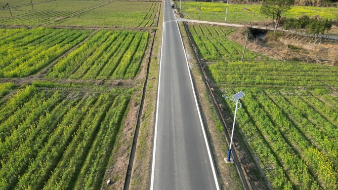 乡村油菜花田乡间小道