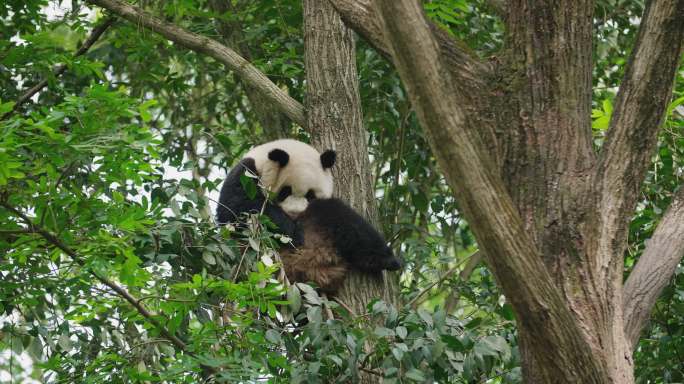 可爱的国宝大熊猫爬树