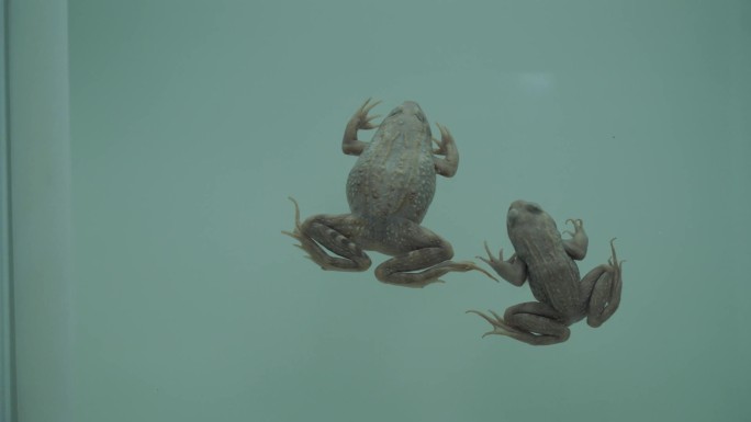 【镜头合集】俯视青蛙蛤蟆两栖动物标(1)