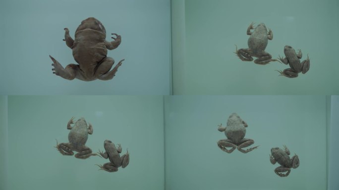 【镜头合集】俯视青蛙蛤蟆两栖动物标(1)